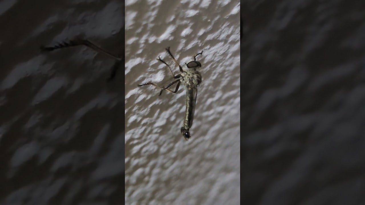 Asilidae or ommatius? 