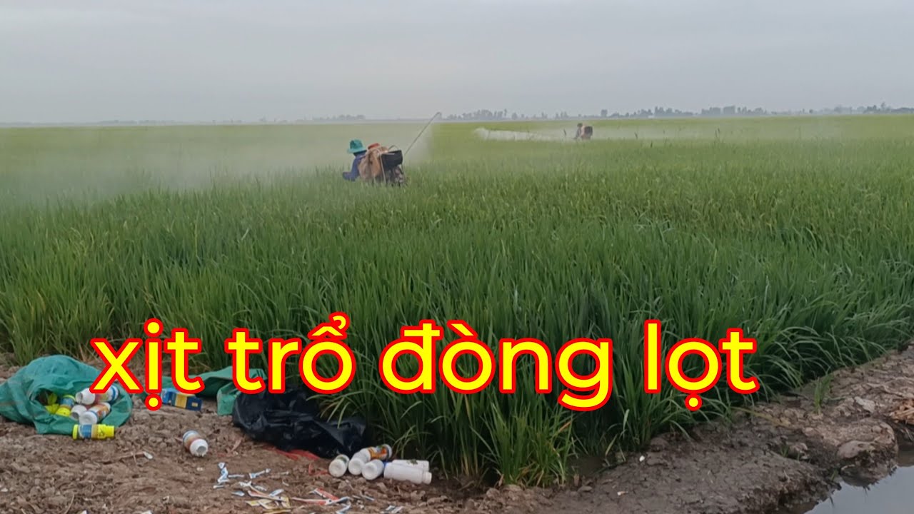Giai đoạn 68 ngày cổ bông lem lép hạt và rầy mò