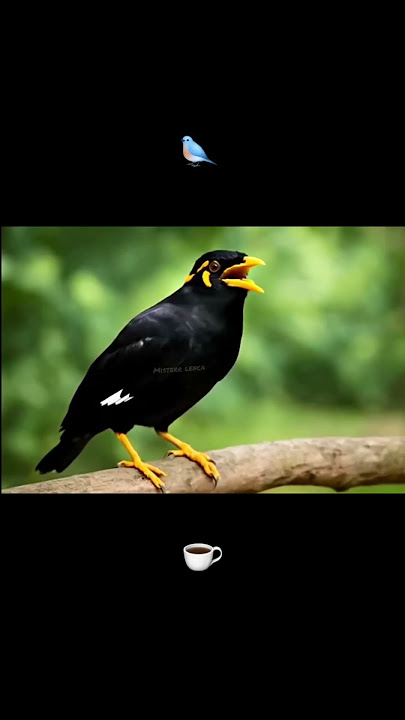 kenapa ini burung