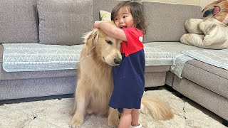 普段面倒を見ている1歳児からお返しとばかりにお世話されるゴールデンレトリバー