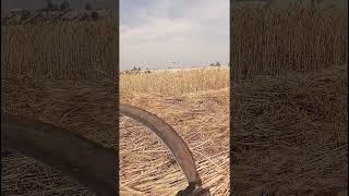 gehu ki ktai mdai #viral #song #nature youtube shortssong💫