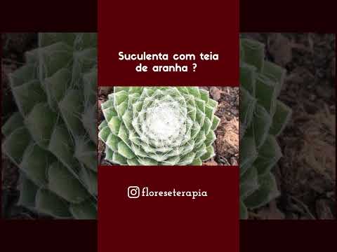 Vídeo: O que é uma teia de aranha Houseleek: como cultivar uma planta suculenta de teia de aranha