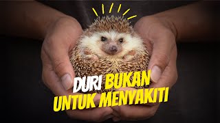 Download lagu Landak Mini: Duri yang Menjaga, Bukan Menyakiti
