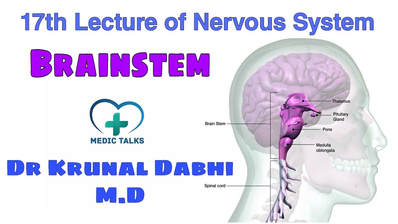 Brainstem | Medulla Oblongata, Pons and Midbrain | Dr Krunal Dabhi M.D ...