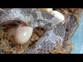 コーンスネークの産卵 Corn Snake Laying Eggs