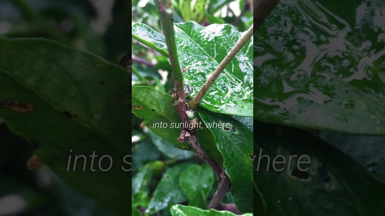 The Creepy Parasite That Controls Snails