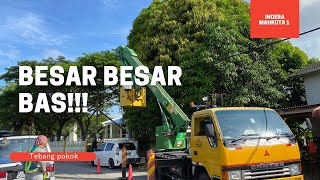 Tebang pokok kuinin besar satu pemeluk di IM 1