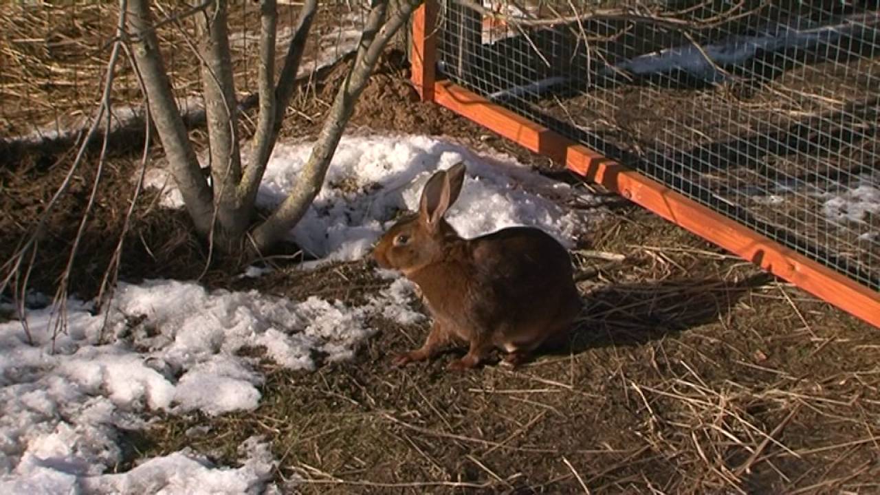 Piektdienas saruna. Par trušiem (25.03.2016.)