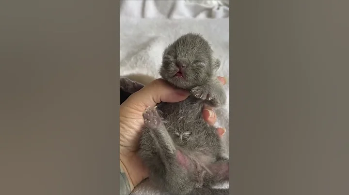 Watch the video about Newborn British Longhair kitten