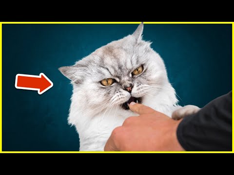 THIS Is Why Your Cat Bites You! (You MUST Know)