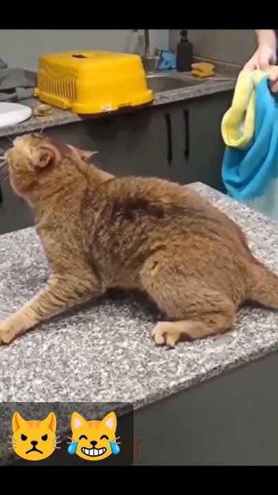 Сумасшедший кот😹 - YouTube