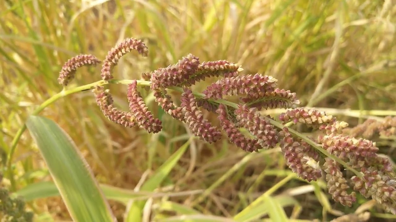 Barnyard Millet BHAGAR Cultivation Usage YouTube Barnyard Millet BHAGAR Cultivation Usage YouTube