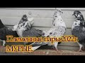 Племенные пары 2022г. МУРЫЕ,