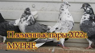 Племенные пары 2022г. МУРЫЕ,