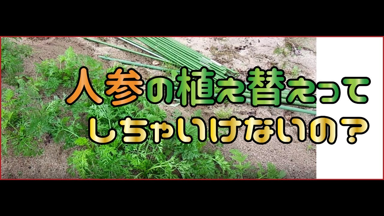 やってみた動画 ニンジンの植え替えってしちゃいけないの Youtube