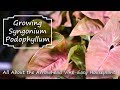 Arrowhead Vine || Syngonium Podophyllum || Supreme Houseplants