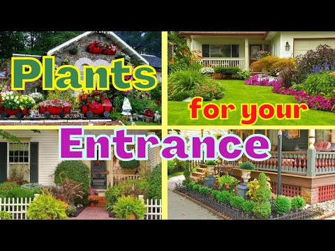 15 Best Plants For Front Door | Plants For Your Entrance