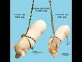 How to put on the all in one harness & leash