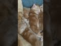 Our perfect mother with beloved children. #mainecoon #mainecoonkittens #maternalcare #motherhood