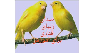 صدای قناری خوش آواز برای اموزش قناریهای جوان screenshot 3