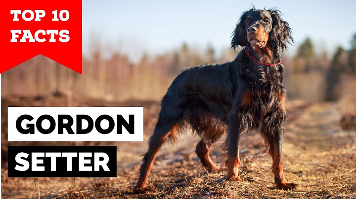 Gordon Setter - Top 10 Facts