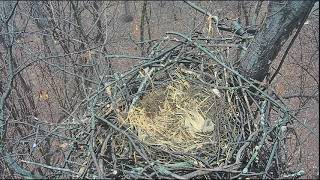 9:33 am 1/28/18 Hanover eagle nest after the big wind storm...