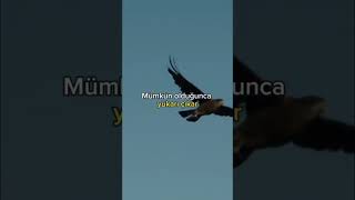 Karga Ile Kartalın Hikayesi