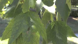 Acer rubrum Red Sunset