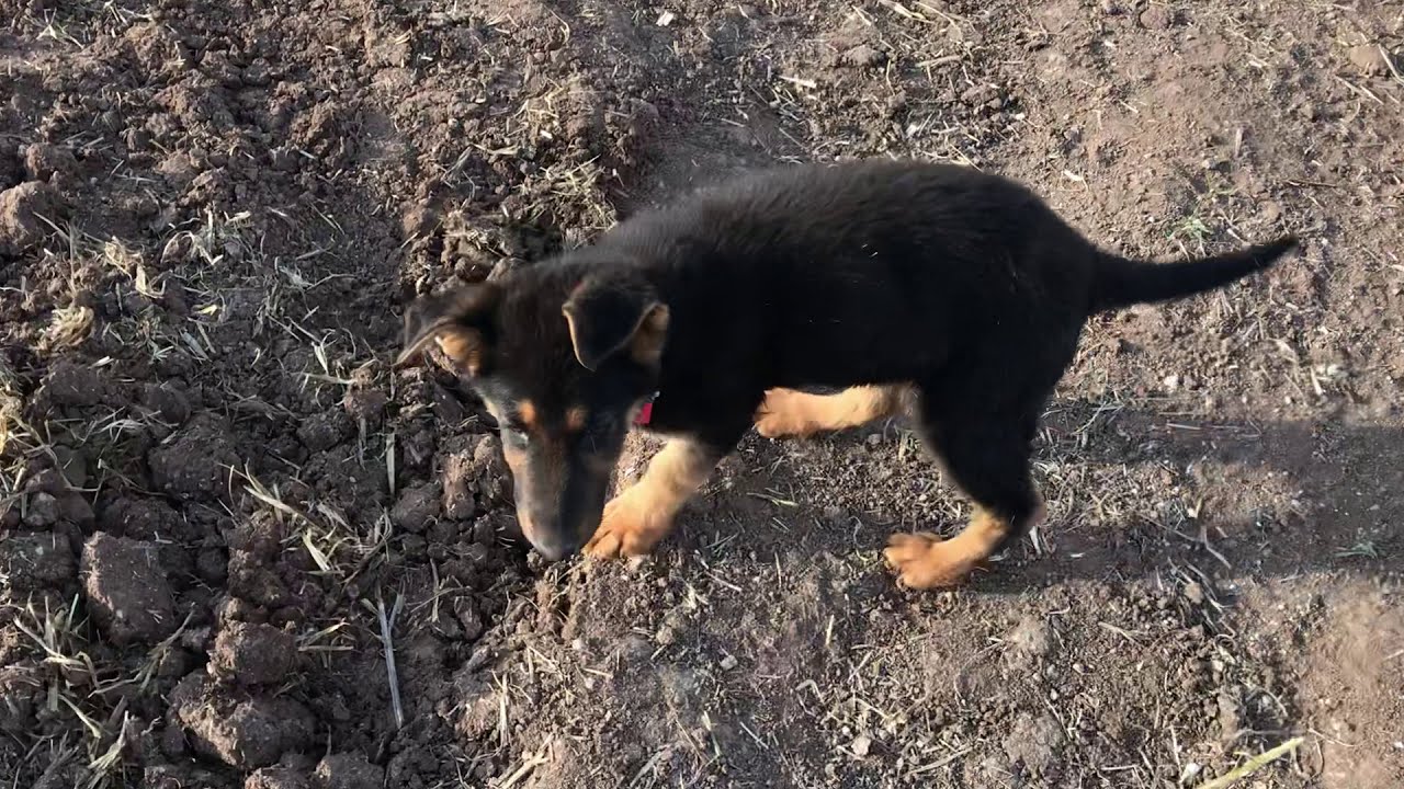 Hobi bahçesi kurulumu 14.Bölüm kalan işler hk