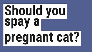 Should You Spay A Pregnant Cat?