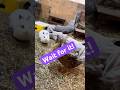 Joyce 🦆& Binky 🐇the odd couple!
