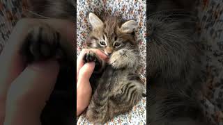 New Cat Owner? Weird Habits Explained 🐱