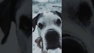 Heute Morgen im Schnee | Was Mara mir gezeigt hat 🐾❤️