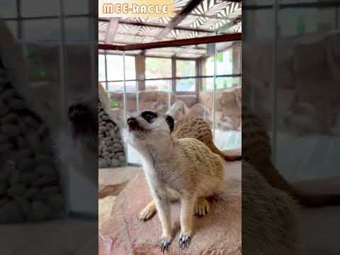 【#動物小記 Mee-racle】夢幻泡泡大會!🫧