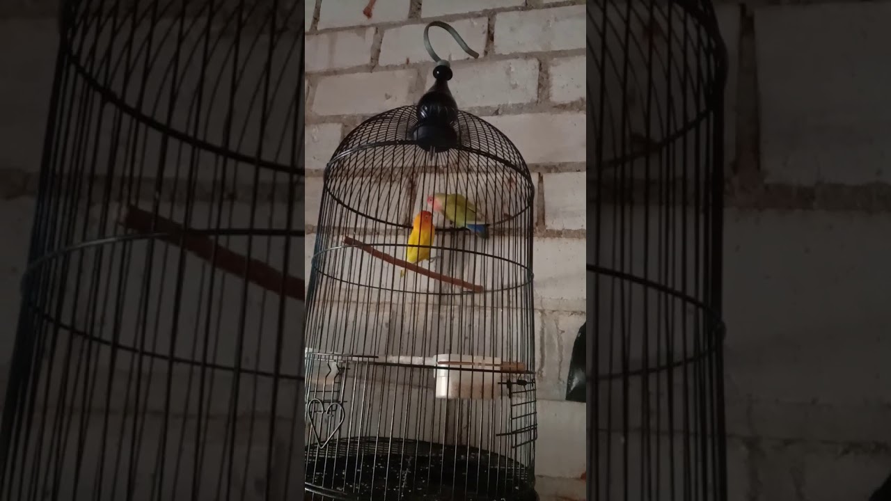 Kicauan burung labet 