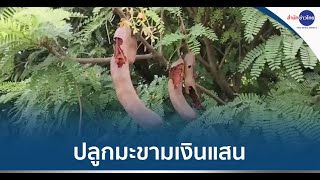 หนุ่มออฟฟิศผันตัวเป็นเกษตรกร ปลูก “มะขามเปรี้ยวพันธุ์เตี้ย” โกยรายได้นับแสน