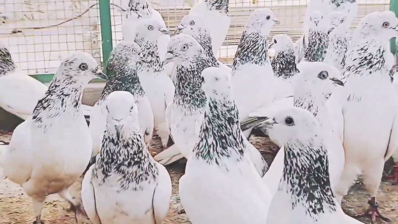 30 kbuter dewbandi for sell 7248478517