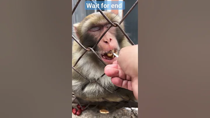 Funny Monkey #shorts #trending #viral #youtubeshorts #monkey #funny #funnyvideo