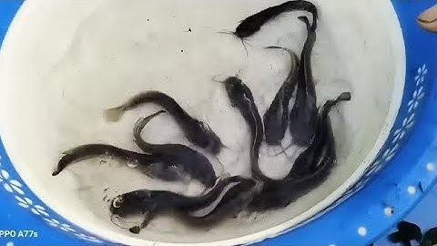 Chiến Cá Chê Nhảy.