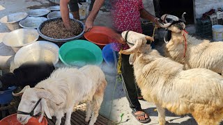 NOOR SHEEP FARM (NELLORE JUDUPI SHEEPS FOR SALES)