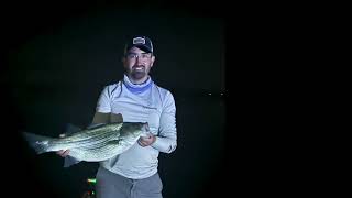 White Bass Run in Texas