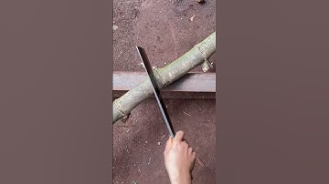 Tôi làm con dao năm đi rừng bằng thép khúc thép của Nhật chặt mắt tre già như thái đậu phụng vậy