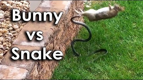 Ozzy Man & Mozza Commentate a Bunny vs Snake