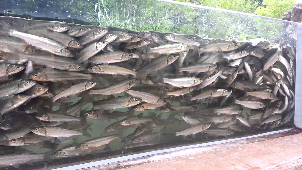 ウグイにエサ 相模川ふれあい科学館 Youtube