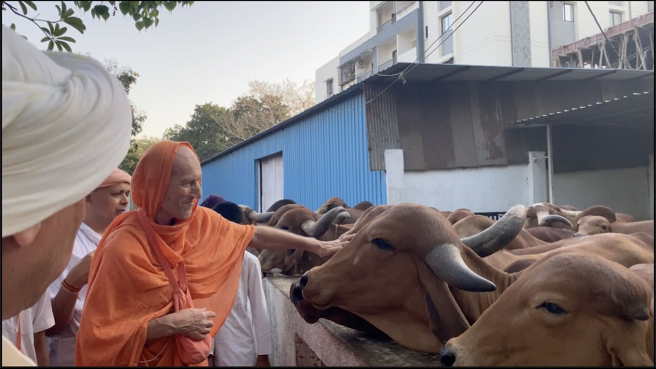 Visiting Goshala At ISKCON Baroda