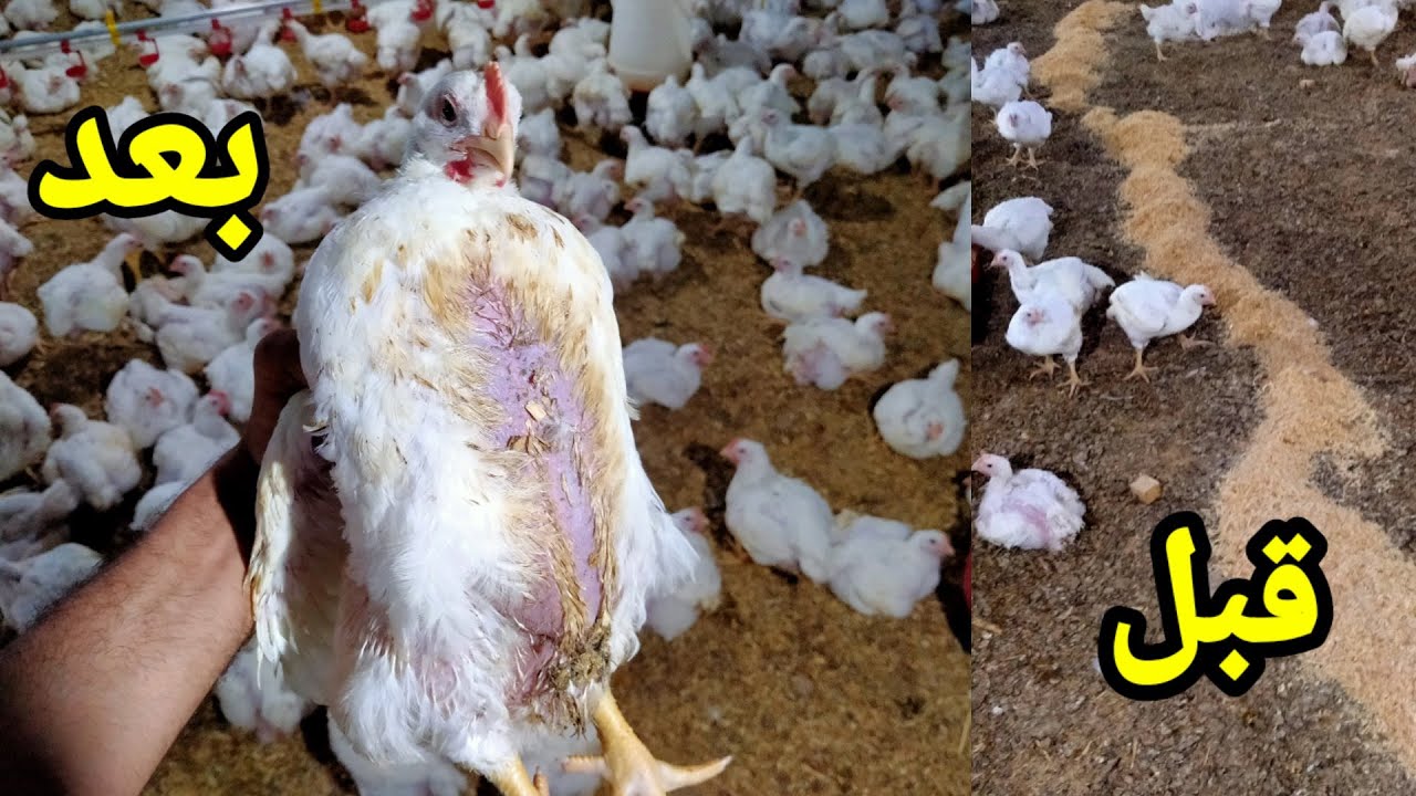 طريقة فرش طبقة نشاره لتحسين شكل صدر الفرخه للبيع  بدون مشاكل اسرار المزرعه