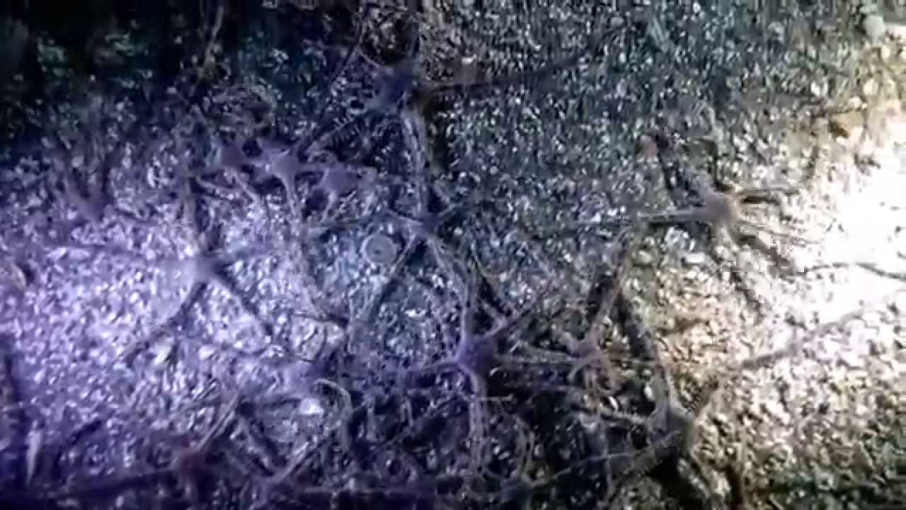 Gray Brittle Stars (Ophiura luetkenii) on the move