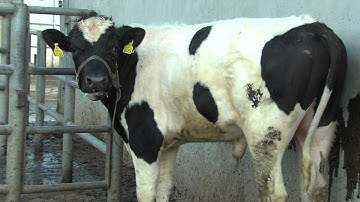 FRS MILKING COURSE: HEAT DETECTION