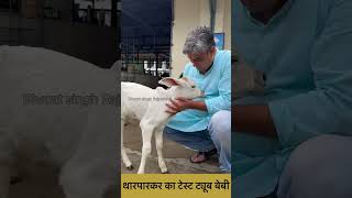 Laboratory में तैयार हुई tharparkar गाय की बछड़ी दीपा।  Test Tube calf👍