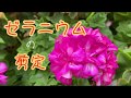 《ゼラニウムの剪定》ガーデニング＊花いっぱいの庭づくり《T's Garden》